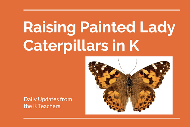 BDS LU Kinder Caterpillars 04.30.20