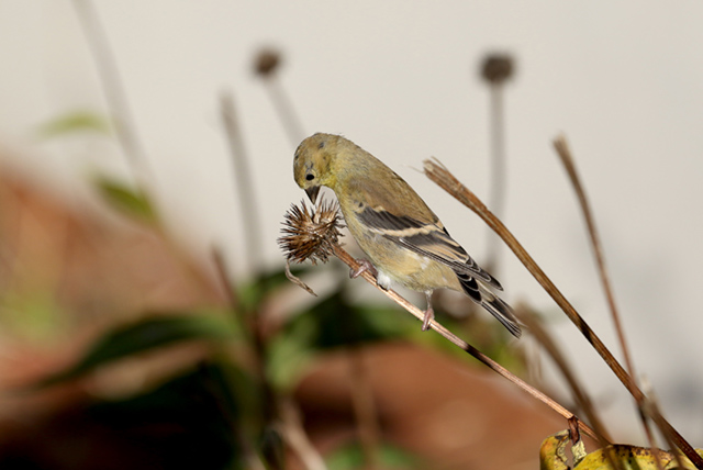 BDS Campus Goldfinch 1 10.21.20Scoop
