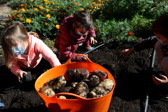 BDS Prek Garden Potato 4 10.19.21Scoop