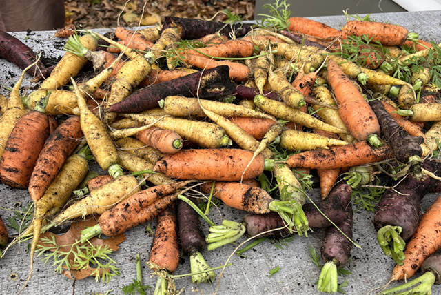 BDS Garden Carrots 11.18.22Scoop