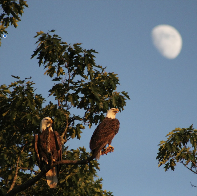 BDS Rat Poison Raptors 01.05.24Scoop Student illustration of a car